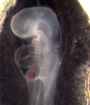 A quail embryo