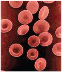 1903_Shape_of_Red_Blood_Cells